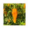 Priesady Paprika Chilli 'BHUT JOLOKIA YELLOW' 5ks