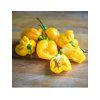 Priesady Paprika Chilli, extra pálivá 'VULCAIN' 5ks
