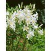 lalia biela lieciva lalicum candidum