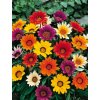 gazánia lesklá