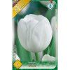 Tulipán Tulipa Triumph 'WHITE' 6ks