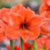 amaryllis orange