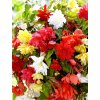begonia pendula mixed