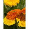 pot marigold mix