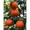 Mandarínovník 'CLEMENTINO' v kont. 20 cm