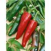 Chili Jalahot F1