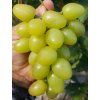 muscat joanna
