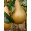 Hruška 'HARDYHO MASLOVKA' podp. hruška planá, v kont. 7.5l