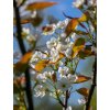 pyrus pyrifolia blossom stock