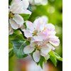 apple flower 2