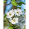 pear blossom stock