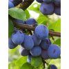 'JOJO' szilva, mirabolán alany, kont. 6l