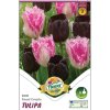 Tulipán Tulipa 'DUO ROYAL COUPLE' 6ks