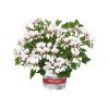 Muškát ťahavý 'BALCON POLAR' v kont. 10,5 cm #26