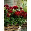 Muškát interšpecifický 'CALLIOPE DARK RED L' v kont. 12 cm #36