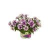 Petúnia veľkokvetá 'ORIGAMI LAVENDER TOUCH' Co 9cm #109
