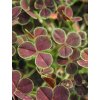 trifolium purpureum