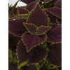 cocoa mint1