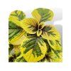 Plektrant NIKO GOLD Co9 cm #197