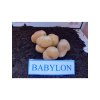 Sadbové zemiaky 'Babylon' minihľuzy 50ks