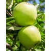 granny smith jablon alma