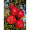 'RED TOPAZ' téli alma, MM106 alany, szabadgyökerű