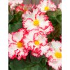 begonia crispa marginata white