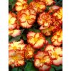 begonia crispa marginata yellow