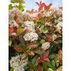 photinia red robin 2