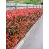 photinia red robin 3