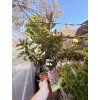 photinia red robin 4