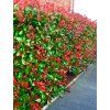 photinia red robin 1