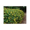 hypericum calycinum hidcote 3