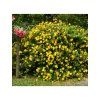 hypericum calycinum hidcote 4