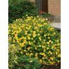 hypericum calycinum hidcote