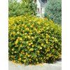 hypericum calycinum hidcote 2