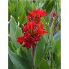 Canna 'Red' v kont. 12cm 3