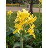 Canna 'Yellow' v kont. 12cm 3