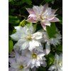 Clematis Plamienok 'JAN PAWELL II' v kont. 2l