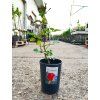 Ruža kríková 'MONI' v kont. 2l 2