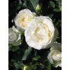 Ruža kríková 'WHITE SYMPHONY' v kont. 2l 2