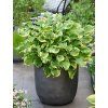 hosta shadowland whee 2
