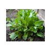 Rumex patientia
