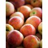 pomforyou lancelot