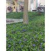 vinca minor 2
