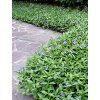vinca minor