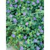 vinca minor 1