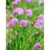 Pažítka 'Allium schoenoprasum' v kont. V14