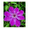 Clematis Plamienok 'BALTYK' v kont. 2l 4