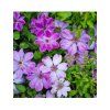 Clematis Plamienok 'BALTYK' v kont. 2l